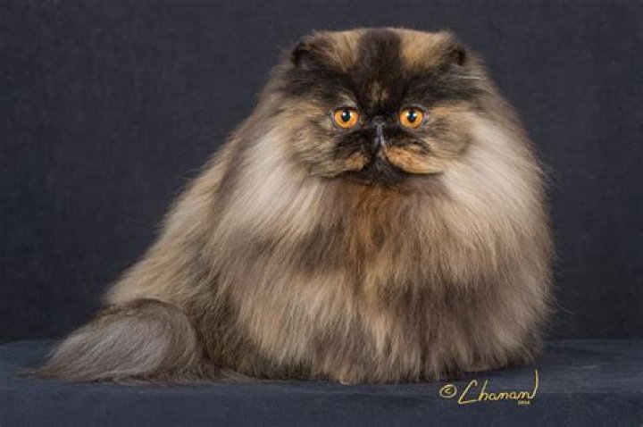 Kitten Kay Sera’s Boyfriend: Who is Kitten Kay Sera Dating?